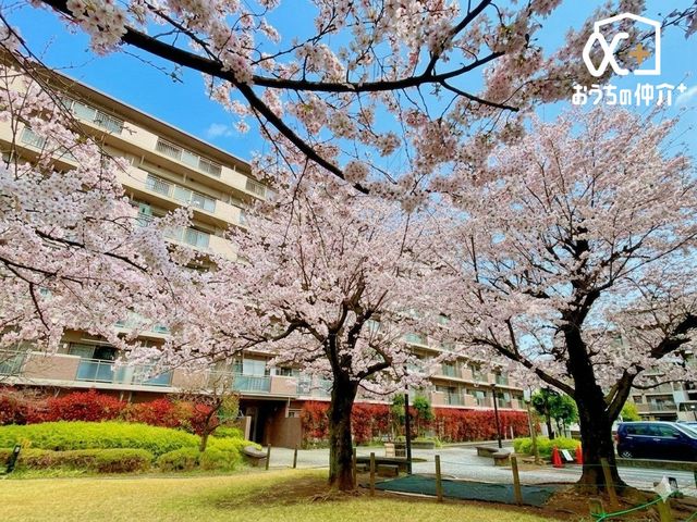 ���̑� �}���V��������ɂ͍��̖؂��A�����Ă��܂��B